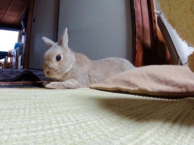 �T���v���摜