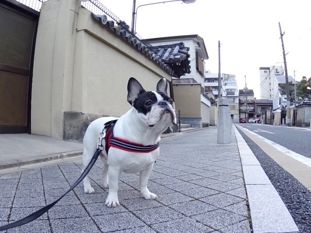 �T���v���摜