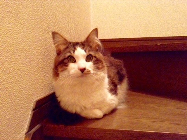 �T���v���摜