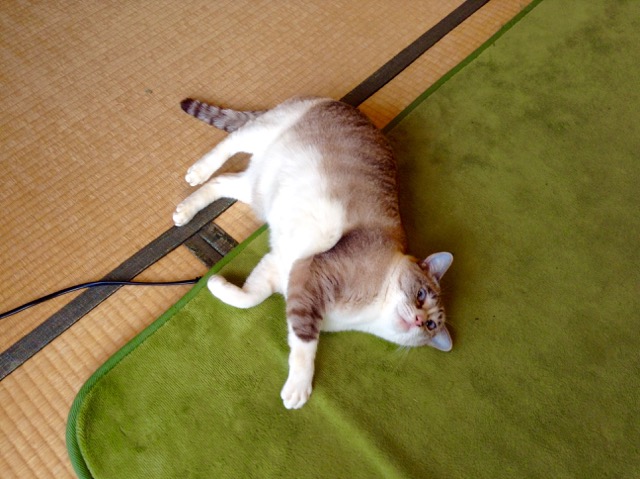 �T���v���摜