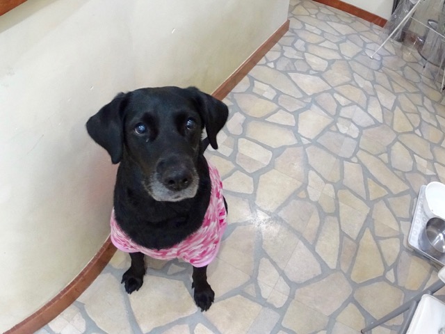 �T���v���摜