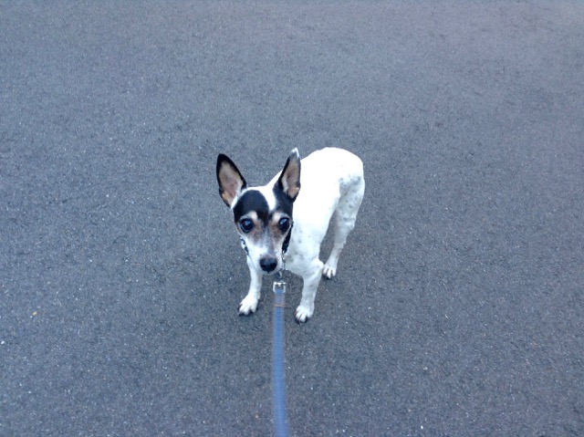 �T���v���摜