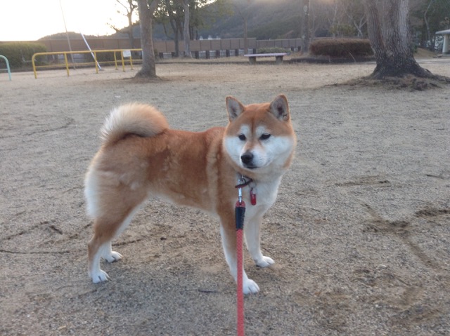 �T���v���摜